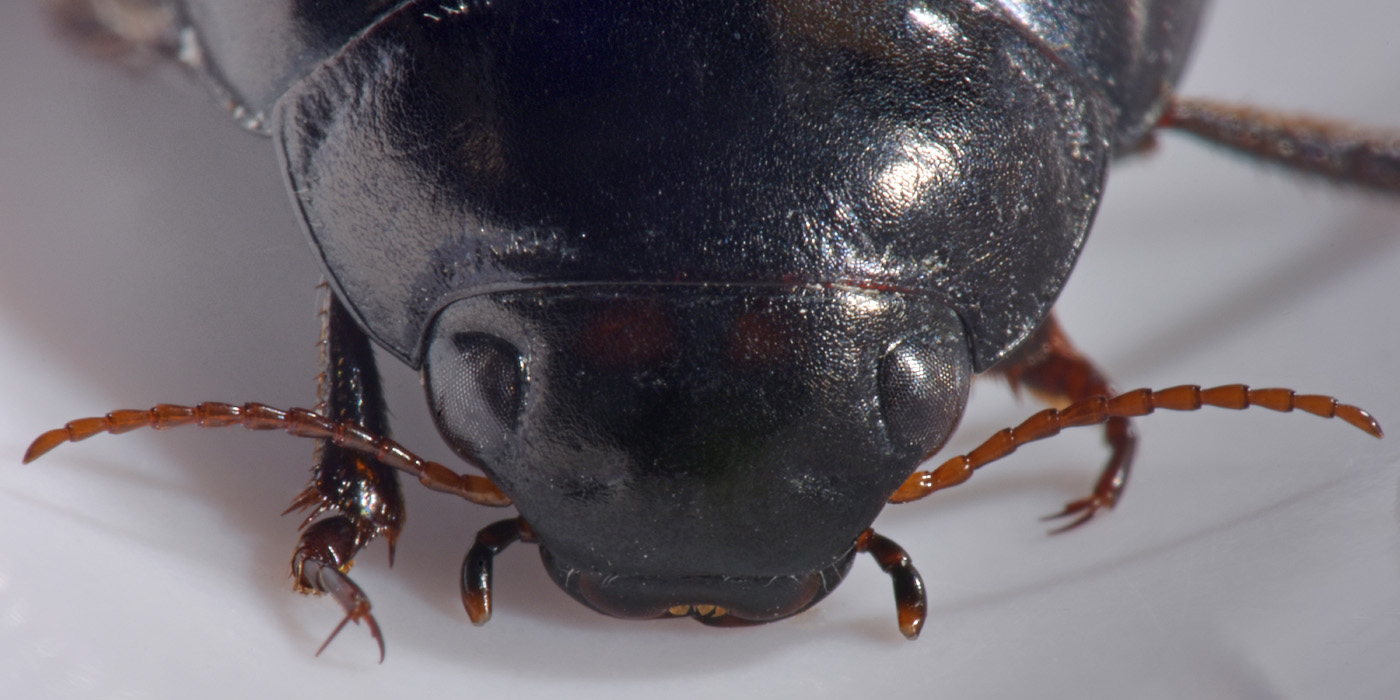 Dytiscidae: Agabus guttatus? S, in compagnia di Laccobius sp. (Hydrophilidae) !